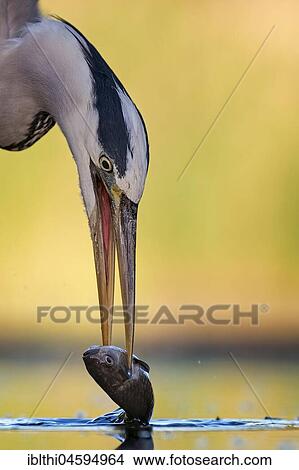 Grey heron (Ardea cinerea), portrait, with captured fish, National Park Kiskunság, Hungary, Europe View Large Photo Image Picture - Grey heron (Ardea cinerea), portrait, with captured fish, National Park Kiskunság, Hungary, Europe. Fotosearch