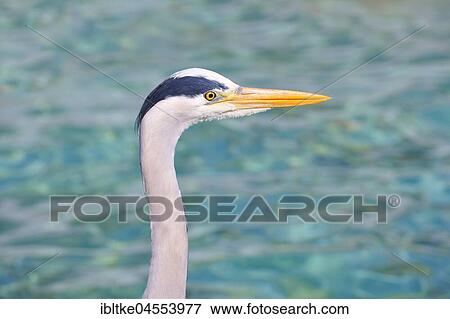 Stock Photo - Grey heron (Ardea cinerea), portrait, Germany, Europe. Fotosearch