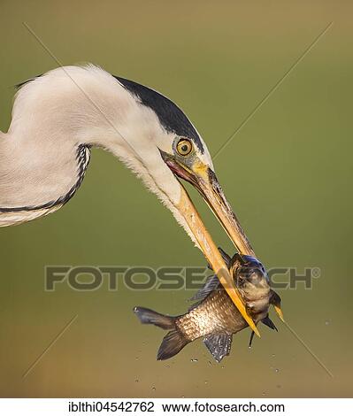 Grey heron (Ardea cinerea), searching for food, with fish as prey, portrait, Kiskunság National Park, Hungary, Europe View Large Photo Image Stock Image - Grey heron (Ardea cinerea), searching for food, with fish as prey, portrait, Kiskunság National Park, Hungary, Europe. Fotosearch