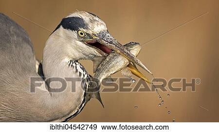 Grey heron (Ardea cinerea), searching for food, with fish as prey, portrait, Kiskunság National Park, Hungary, Europe View Large Photo Image Stock Photo - Grey heron (Ardea cinerea), searching for food, with fish as prey, portrait, Kiskunság National Park, Hungary, Europe. Fotosearch