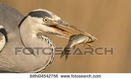 Grey heron (Ardea cinerea), searching for food, with fish as prey, portrait, Kiskunság National Park, Hungary, Europe View Large Photo Image Stock Photograph - Grey heron (Ardea cinerea), searching for food, with fish as prey, portrait, Kiskunság National Park, Hungary, Europe. Fotosearch