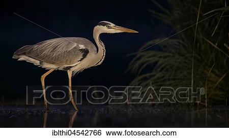 Grey Heron (Ardea cinerea), searching for food at night, Kiskunság National Park, Hungary, Europe View Large Photo Image Stock Photograph - Grey Heron (Ardea cinerea), searching for food at night, Kiskunság National Park, Hungary, Europe. Fotosearch