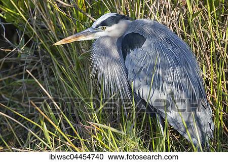 Grey heron (Ardea cinerea), standing in reeds, Anhinga Trail, Everglades National Park, Florida, USA, North America View Large Photo Image Stock Image - Grey heron (Ardea cinerea), standing in reeds, Anhinga Trail, Everglades National Park, Florida, USA, North America. Fotosearch