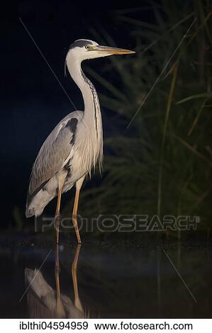 Grey heron (Ardea cinerea) stands in shallow water, night view, National Park Kiskunság, Hungary, Europe View Large Photo Image Stock Photo - Grey heron (Ardea cinerea) stands in shallow water, night view, National Park Kiskunság, Hungary, Europe. Fotosearch