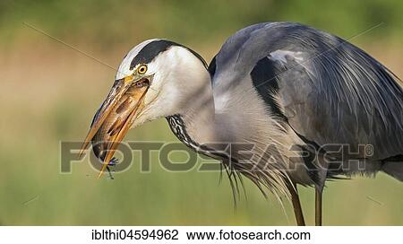 Grey heron (Ardea cinerea), with captured fish in the beak, Kiskunság National Park, Hungary, Europe View Large Photo Image Stock Image - Grey heron (Ardea cinerea), with captured fish in the beak, Kiskunság National Park, Hungary, Europe. Fotosearch