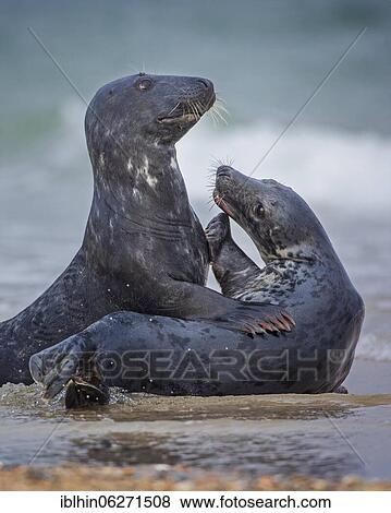 Stock Photo - Grey seal (Halichoerus grypus) pair playing in the North Sea, island, Helgoland, Germany, Europe. Fotosearch