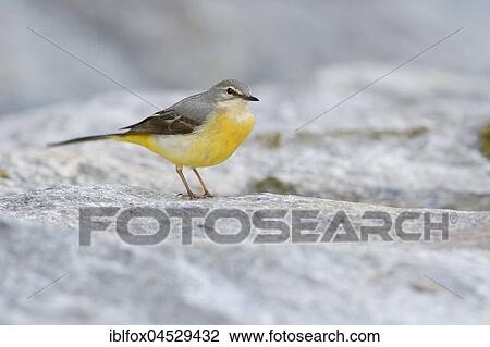 Grey wagtail (Motacilla cinerea), adult female standing on stone, Tyrol, Austria, Europe View Large Photo Image Stock Image - Grey wagtail (Motacilla cinerea), adult female standing on stone, Tyrol, Austria, Europe. Fotosearch