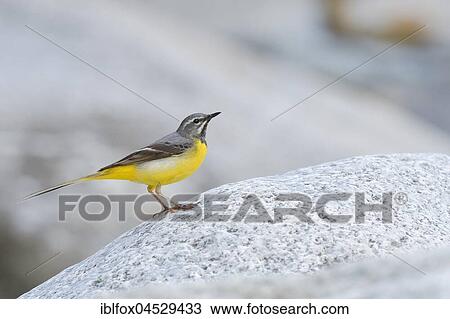 Grey wagtail (Motacilla cinerea), adult male on stone, Tyrol, Austria, Europe View Large Photo Image Stock Image - Grey wagtail (Motacilla cinerea), adult male on stone, Tyrol, Austria, Europe. Fotosearch