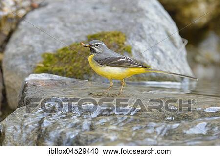 Grey wagtail (Motacilla cinerea), adult male with insect larva in beak, Tyrol, Austria, Europe View Large Photo Image Stock Image - Grey wagtail (Motacilla cinerea), adult male with insect larva in beak, Tyrol, Austria, Europe. Fotosearch