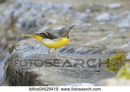 Grey wagtail (Motacilla cinerea), adult male with insect in beak, Tyrol, Austria, Europe View Large Photo Image Stock Photo - Grey wagtail (Motacilla cinerea), adult male with insect in beak, Tyrol, Austria, Europe. Fotosearch