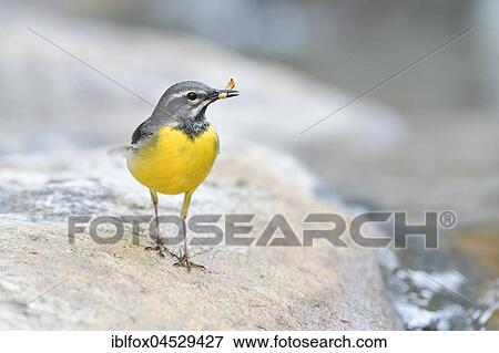 Grey wagtail (Motacilla cinerea), adult male with insect larva in beak, Tyrol, Austria, Europe View Large Photo Image Stock Photo - Grey wagtail (Motacilla cinerea), adult male with insect larva in beak, Tyrol, Austria, Europe. Fotosearch
