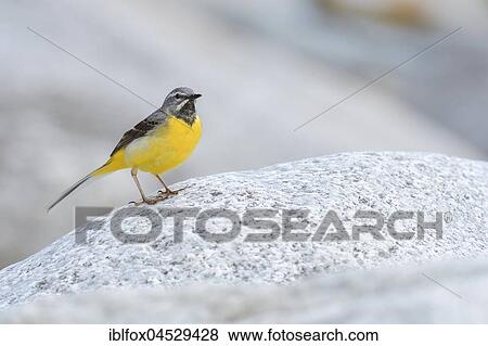 Grey wagtail (Motacilla cinerea), adult male on stone, Tyrol, Austria, Europe View Large Photo Image Stock Photo - Grey wagtail (Motacilla cinerea), adult male on stone, Tyrol, Austria, Europe. Fotosearch