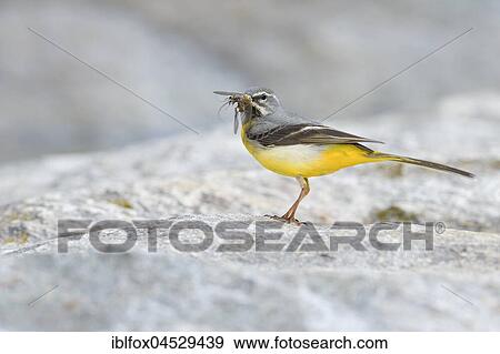 Grey wagtail (Motacilla cinerea), adult male with insects in beak, Tyrol, Austria, Europe View Large Photo Image Stock Photo - Grey wagtail (Motacilla cinerea), adult male with insects in beak, Tyrol, Austria, Europe. Fotosearch