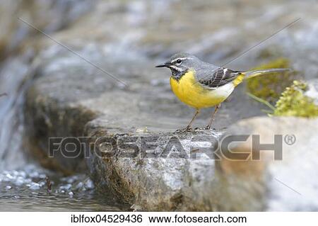 Grey wagtail (Motacilla cinerea), adult male at the river, Tyrol, Austria, Europe View Large Photo Image Stock Photograph - Grey wagtail (Motacilla cinerea), adult male at the river, Tyrol, Austria, Europe. Fotosearch