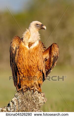 Stock Image - Griffon vulture (Gyps fulvus) sitting on rock, Pyrenees, Spain, Europe. Fotosearch