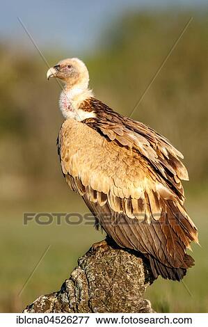 Griffon vulture (Gyps fulvus) sitting on rock, Pyrenees, Spain, Europe View Large Photo Image Stock Photo - Griffon vulture (Gyps fulvus) sitting on rock, Pyrenees, Spain, Europe. Fotosearch