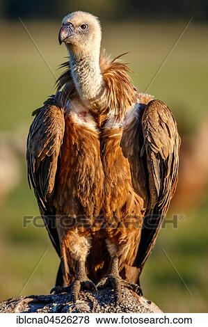 Griffon vulture (Gyps fulvus) sitting on rock, Pyrenees, Spain, Europe View Large Photo Image Stock Photo - Griffon vulture (Gyps fulvus) sitting on rock, Pyrenees, Spain, Europe. Fotosearch