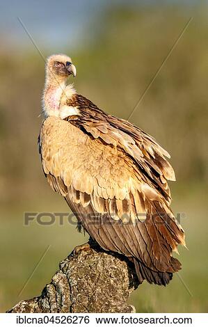 Griffon vulture (Gyps fulvus) sitting on rock, Pyrenees, Spain, Europe View Large Photo Image Stock Photograph - Griffon vulture (Gyps fulvus) sitting on rock, Pyrenees, Spain, Europe. Fotosearch