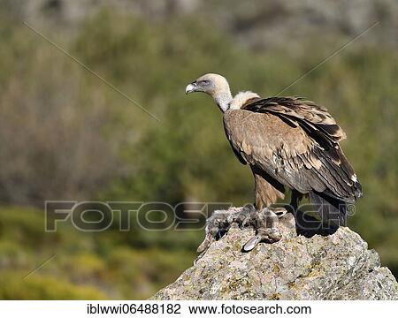 Griffon vulture (Gyps fulvus) with prey, Castilla-La Mancha, Spain, Europe View Large Photo Image Stock Image - Griffon vulture (Gyps fulvus) with prey, Castilla-La Mancha, Spain, Europe. Fotosearch