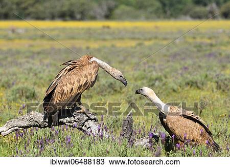 Stock Image - Griffon vulture (Gyps fulvus) with prey, Castilla-La Mancha, Spain, Europe. Fotosearch