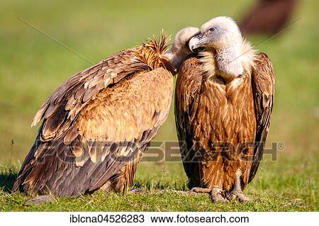 Griffon vultures (Gyps fulvus) sitting in meadow, Pyrenees, Spain, Europe View Large Photo Image Stock Image - Griffon vultures (Gyps fulvus) sitting in meadow, Pyrenees, Spain, Europe. Fotosearch