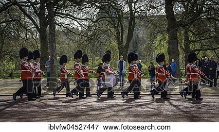 Guardsmen of the Queen's Guard, Royal Guards in red uniform on the way to Buckingham Palace, Changing of the Guard, Westminster, London, England, United Kingdom, Europe View Large Photo Image Stock Photo - Guardsmen of the Queen's Guard, Royal Guards in red uniform on the way to Buckingham Palace, Changing of the Guard, Westminster, London, England, United Kingdom, Europe. Fotosearch