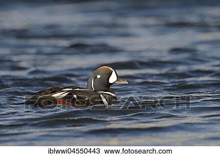 Stock Image - Harlequin duck (Histrionicus histrionicus), swimming drake, river Laxá, Northern Island, Island. Fotosearch