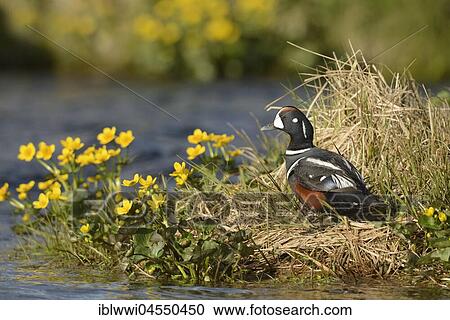 Stock Image - Harlequin duck (Histrionicus histrionicus), drake, shore vegetation on the river Laxá, Island. Fotosearch