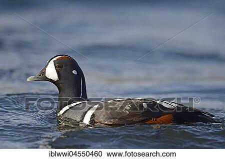 Stock Image - Harlequin duck (Histrionicus histrionicus), swimming drake, river Laxá, Northern Island, Island. Fotosearch