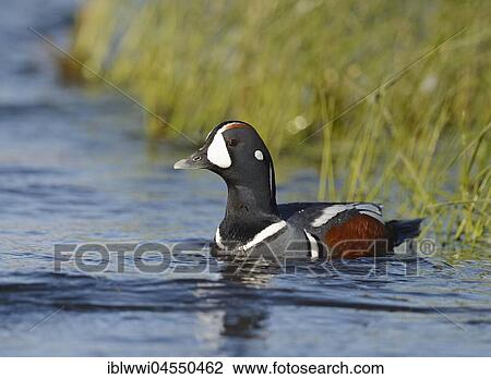 Harlequin duck (Histrionicus histrionicus), swimming drake, Shore zone, river Laxá, Northern Island, Island View Large Photo Image Stock Image - Harlequin duck (Histrionicus histrionicus), swimming drake, Shore zone, river Laxá, Northern Island, Island. Fotosearch