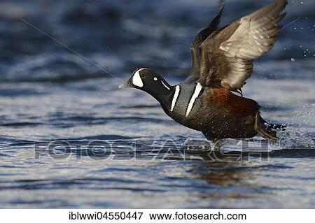 Stock Photo - Harlequin duck (Histrionicus histrionicus), river Laxá, Northern Island, Island. Fotosearch