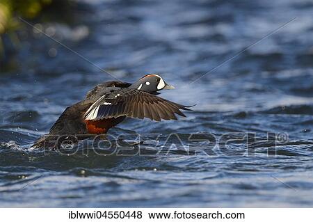 Stock Photo - Harlequin duck (Histrionicus histrionicus), river Laxá, Northern Island, Island. Fotosearch