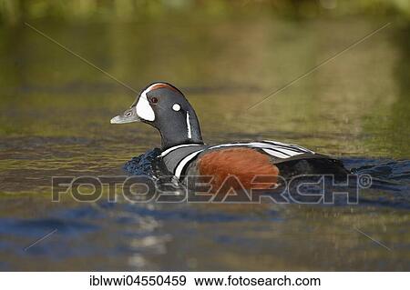 Stock Photo - Harlequin duck (Histrionicus histrionicus), swimming drake, river Laxá, Northern Island, Island. Fotosearch