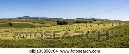 Harvested meadows with hay bales, Cezallier plateau, Auvergne volcanoes regional natural park, Puy de Dome department, Auvergne-Rhone-Alpes, France, Europe View Large Photo Image Picture - Harvested meadows with hay bales, Cezallier plateau, Auvergne volcanoes regional natural park, Puy de Dome department, Auvergne-Rhone-Alpes, France, Europe. Fotosearch