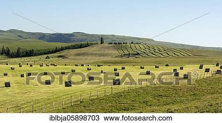 Stock Image - Harvested meadows with hay bales, Cezallier plateau, Auvergne volcanoes regional natural park, Puy de Dome department, Auvergne-Rhone-Alpes, France, Europe. Fotosearch