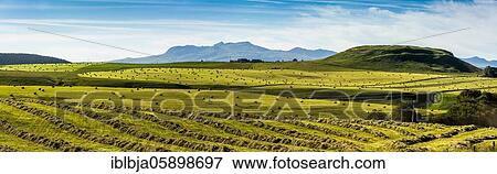 Harvested meadows with hay bales, Cezallier plateau, Auvergne volcanoes regional natural park, Puy de Dome department, Auvergne-Rhone-Alpes, France, Europe View Large Photo Image Stock Photo - Harvested meadows with hay bales, Cezallier plateau, Auvergne volcanoes regional natural park, Puy de Dome department, Auvergne-Rhone-Alpes, France, Europe. Fotosearch