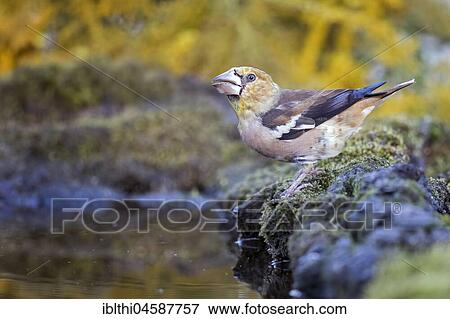 Stock Photo - Hawfinches (Coccothraustes coccothraustes), drinking young bird, Central Elbe Biosphere Reserve, Saxony-Anhalt, Germany, Europe. Fotosearch