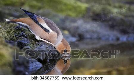 Stock Photo - Hawfinches (Coccothraustes coccothraustes), drinking adult bird, Central Elbe Biosphere Reserve, Saxony-Anhalt, Germany, Europe. Fotosearch