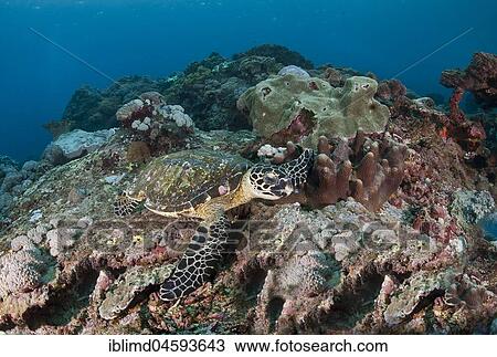 Hawksbill sea turtle (Eretmochelys imbricata), Nusa Lembongan, Small Sunda Islands, Indonesia, Asia View Large Photo Image Stock Image - Hawksbill sea turtle (Eretmochelys imbricata), Nusa Lembongan, Small Sunda Islands, Indonesia, Asia. Fotosearch