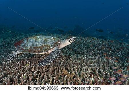 Hawksbill sea turtle (Eretmochelys imbricata), Nusa Lembongan, Bali, Indonesia, Asia View Large Photo Image Stock Image - Hawksbill sea turtle (Eretmochelys imbricata), Nusa Lembongan, Bali, Indonesia, Asia. Fotosearch