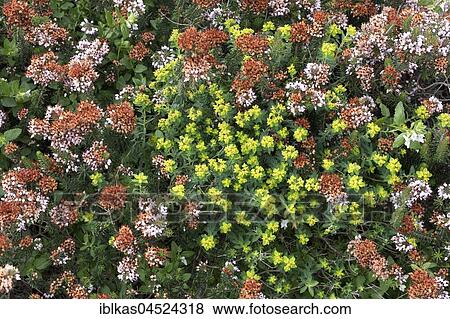 Heather vegetation with Mediterranean Heather (Erica multiflora) and Euphorbiaceae, Malta, Europe View Large Photo Image Stock Photo - Heather vegetation with Mediterranean Heather (Erica multiflora) and Euphorbiaceae, Malta, Europe. Fotosearch