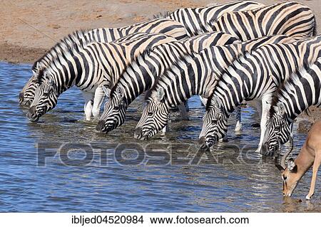 Herd of Burchell's zebras (Equus quagga burchellii) and Black-faced impala (Aepyceros melampus petersi), drinking at waterhole, Etosha National Park, Namibia, Africa View Large Photo Image Picture - Herd of Burchell's zebras (Equus quagga burchellii) and Black-faced impala (Aepyceros melampus petersi), drinking at waterhole, Etosha National Park, Namibia, Africa. Fotosearch