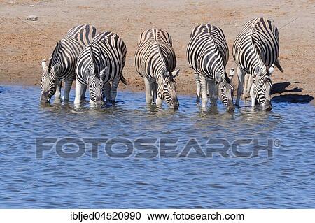 Herd of Burchell's zebras (Equus quagga burchellii) drinking at waterhole, Etosha National Park, Namibia, Africa View Large Photo Image Stock Image - Herd of Burchell's zebras (Equus quagga burchellii) drinking at waterhole, Etosha National Park, Namibia, Africa. Fotosearch