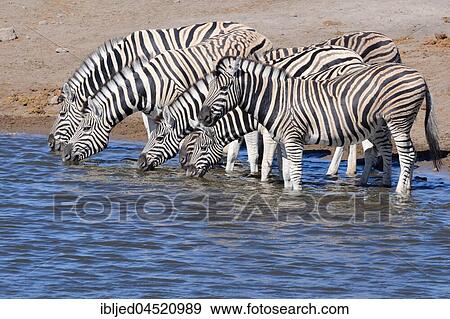 Herd of Burchell's zebras (Equus quagga burchellii) drinking at waterhole, Etosha National Park, Namibia, Africa View Large Photo Image Stock Photo - Herd of Burchell's zebras (Equus quagga burchellii) drinking at waterhole, Etosha National Park, Namibia, Africa. Fotosearch