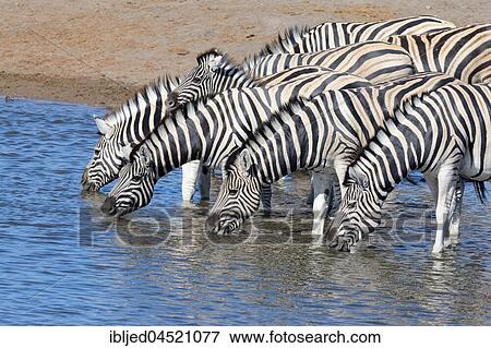 Herd of Burchell's zebras (Equus quagga burchellii) drinking at waterhole, Etosha National Park, Namibia, Africa View Large Photo Image Stock Photo - Herd of Burchell's zebras (Equus quagga burchellii) drinking at waterhole, Etosha National Park, Namibia, Africa. Fotosearch