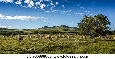 Stock Image - Herd of cattle Aubrac and the Massif of Sancy, Auvergne Volcanoes Natural Park, Puy de Dome, Auvergne-Rhone-Alpes, France, Europe. Fotosearch
