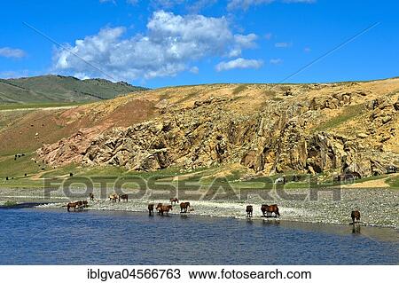 Stock Image - Herd of horses on the Orchon River, Khangai Nuruu National Park, Oevoerkhangai Aimag, Mongolia, Asia. Fotosearch
