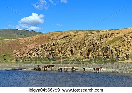 Stock Photo - Herd of horses on the Orchon River, Khangai Nuruu National Park, Oevoerkhangai Aimag, Mongolia, Asia. Fotosearch
