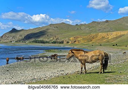 Stock Photography - Herd of horses on the Orchon River, Khangai Nuruu National Park, Oevoerkhangai Aimag, Mongolia, Asia. Fotosearch