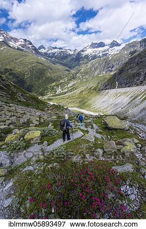 Stock Photo - Hiker on marked hiking trail, descent from Schönbichler Horn to Berliner Hütte, moraine landscape, Waxeggkees Glacier, Berliner Höhenweg, Zillertal Alps, Zillertal, Tyrol, Austria, Europe. Fotosearch